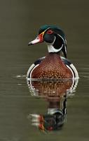 Close-up of a brown and red mallard duck photo