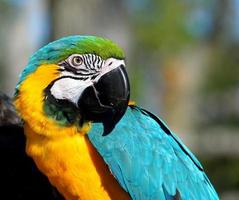 Macaw parrot portrait photo