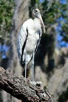 Wood stork on a tree photo