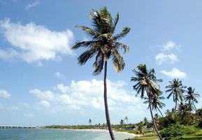 Palm trees at the beach in Key West photo