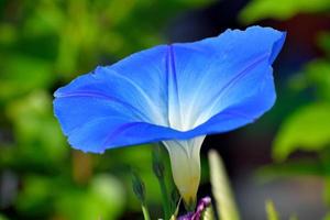 flor azul vibrante foto
