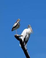 Wood storks on a tree