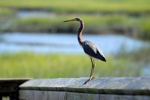 Tri colored egret photo