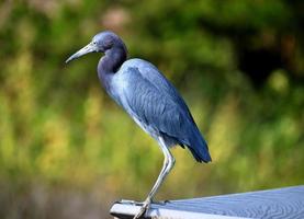 Blue egret in Florida photo