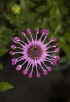  Purple African daisies flower photo