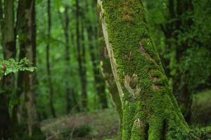 Green tree in jungle photo