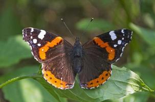 The butterfly is resting photo