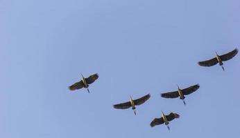 The birds are flying photo