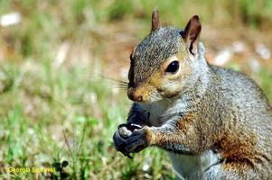 Squirrel in the grass photo