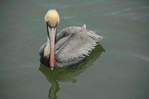 Brown pelican swimming photo