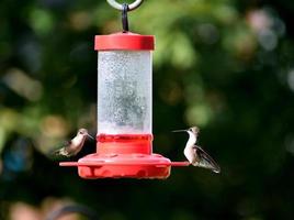 Hummingbirds at the feeder photo