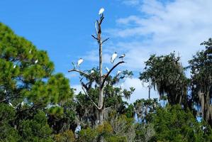 Tropical birds on a tree photo