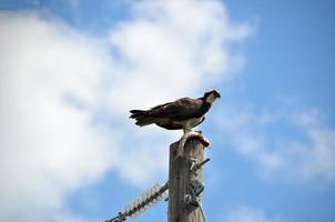 Osprey with a fish photo