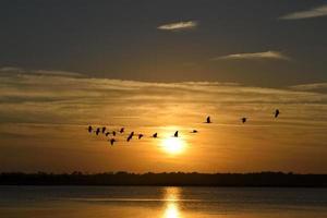 Herons flying at sunset photo