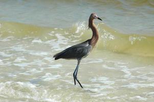 Red egret in the water photo