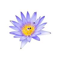 Purple lotus flower on white background