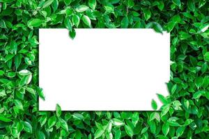 vista superior del papel en blanco sobre hojas verdes foto