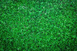 Top view of green grass photo