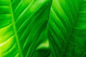 Green leaf background with rain drops photo