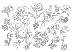 Collection of Outline Wild Flowers vector