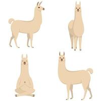 llama en diferentes poses. vector