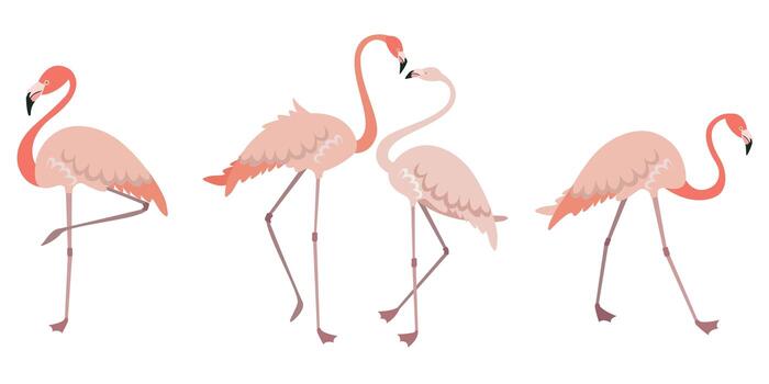 Set of flamingos in different poses vector