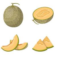 Whole and sliced melon set vector