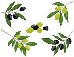 Set of olive branches vector