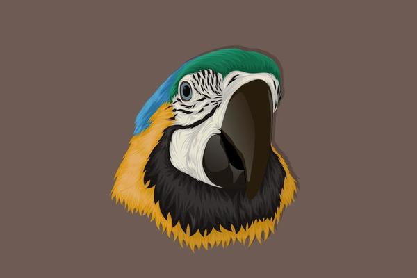 Realistic style hand drawn parrot head