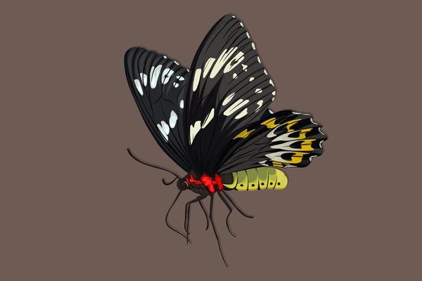 Black butterfly realistic hand drawing