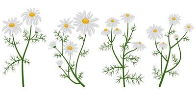 Set of different chamomile vector