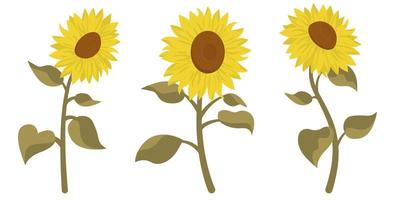 girasol en diferentes posiciones. vector