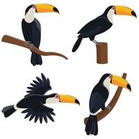 Toucan in different poses vector