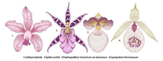Orchid flower drawing set vector