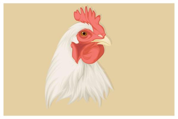 Realistic chicken hand drawing