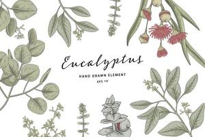 Eucalyptus branch hand drawn botanical set vector