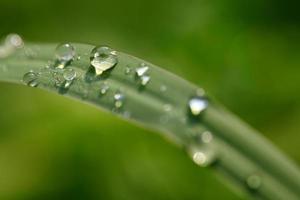 water drops on grass photo