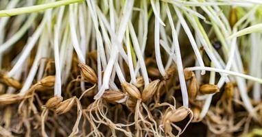 Germinated sprouts of barley grass photo