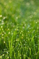 grass with dew drops photo