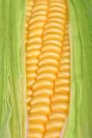 Fresh corn maize cob closeup photo