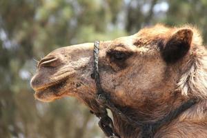 retrato de un camello foto