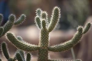 Desert cactus photo