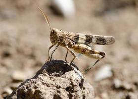locusts in the desert field