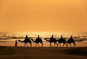Silhoutte of dromedary and tourists at sunset photo