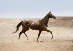 akhal-teke horse running in desert