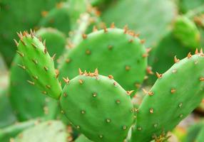 planta de cactus verde foto