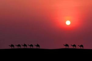 Camel caravan photo