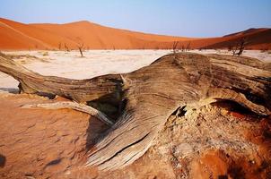 Dead valley in Namibia photo