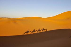 Viajantes en camello en el desierto de Marruecos - Africa photo