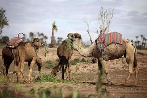 Dromedaries in the West Sahara photo